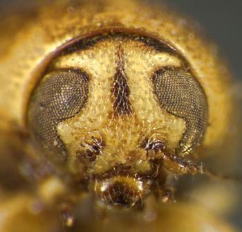 Media type: image;   Entomology 5046 Aspect: head frontal view